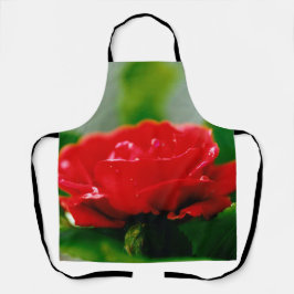 Delantal Rosa roja matutina cubierta de rocío