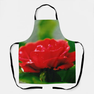 Delantal Rosa roja matutina cubierta de rocío