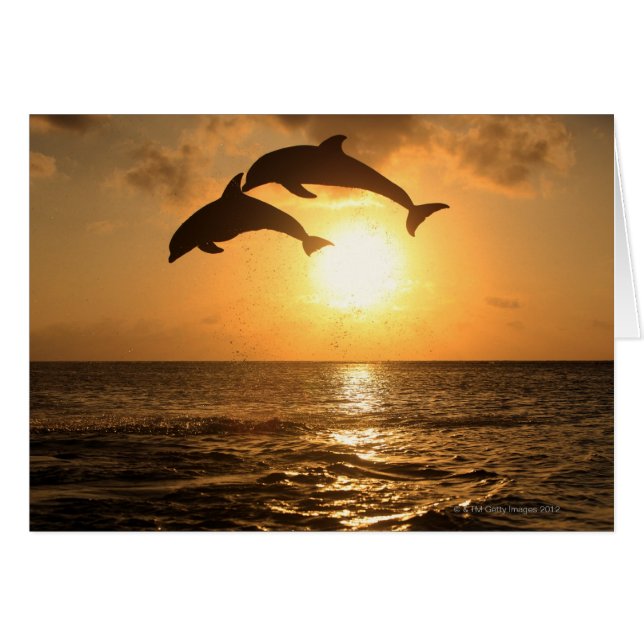 Delfin 3 (Anverso (Horizontal))