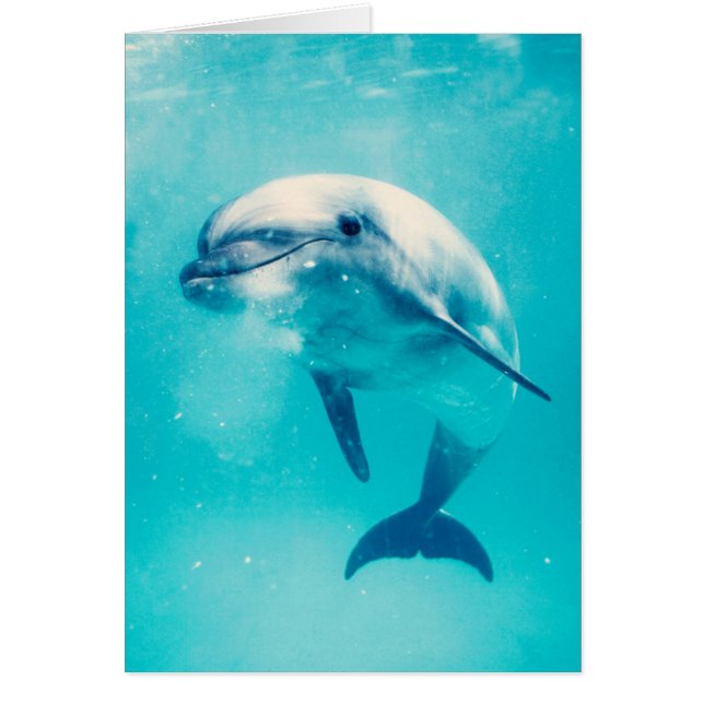 Delfín de Bottlenosed subacuático (Frente)