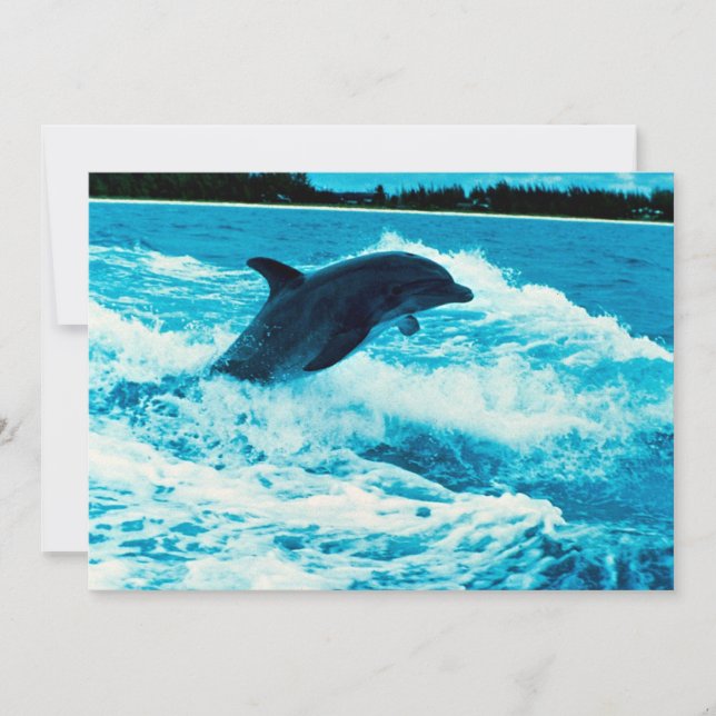 Delfín de la botella (Tursiops truncatus), Bahama (Anverso)