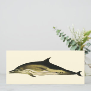 Delfín Delphinus Delphis, Animales Marinos Antiguo