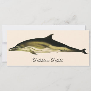 Delfín Delphinus Delphis, Animales Marinos Antiguo