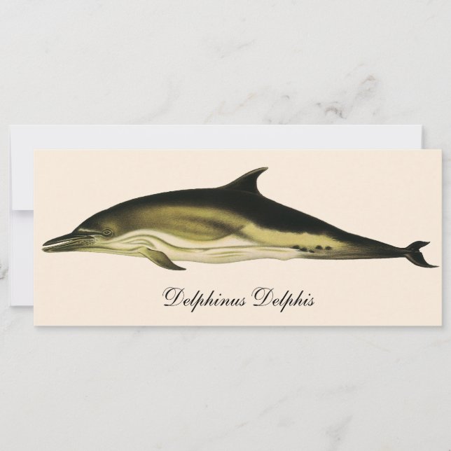 Delfín Delphinus Delphis, Animales Marinos Antiguo (Anverso)