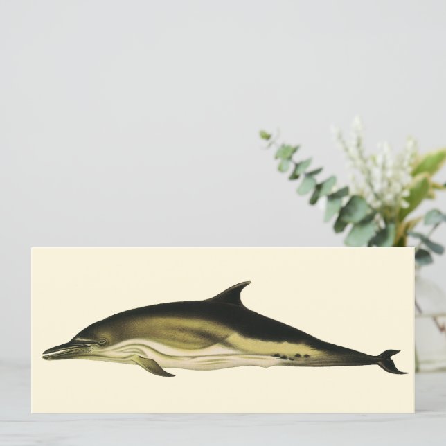 Delfín Delphinus Delphis, Mamíferos Marinos Vintag (Anverso de pie)