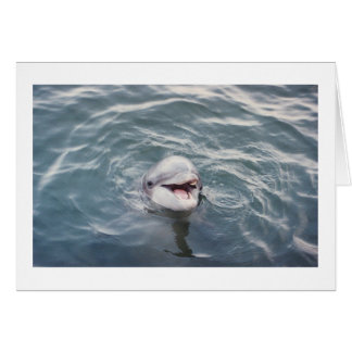 delfín latinoamericano