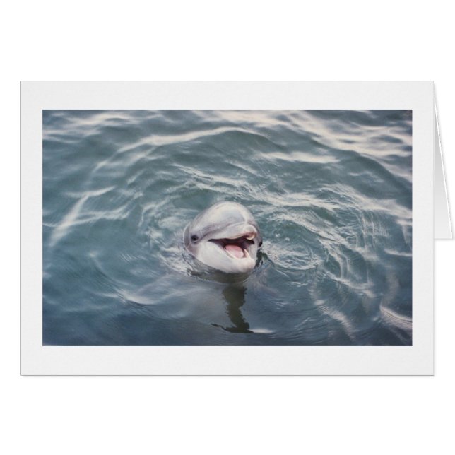 delfín latinoamericano (Anverso (Horizontal))