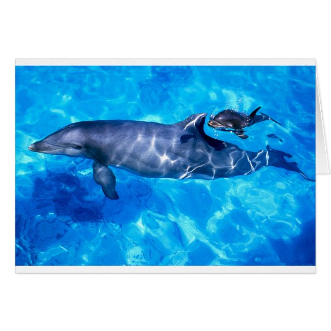 delfines (Anverso (Horizontal))