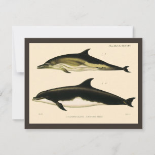 Delfines antiguos, animales mamíferos marinos 