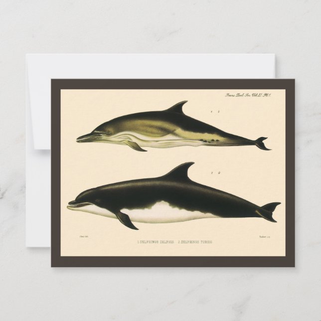 Delfines antiguos, animales mamíferos marinos  (Anverso)
