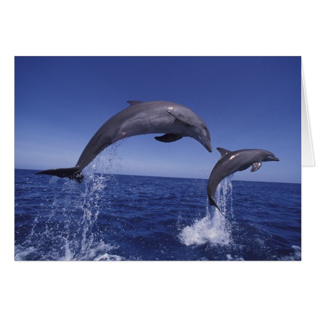 delfines de bottlenose del Caribe (Anverso (Horizontal))