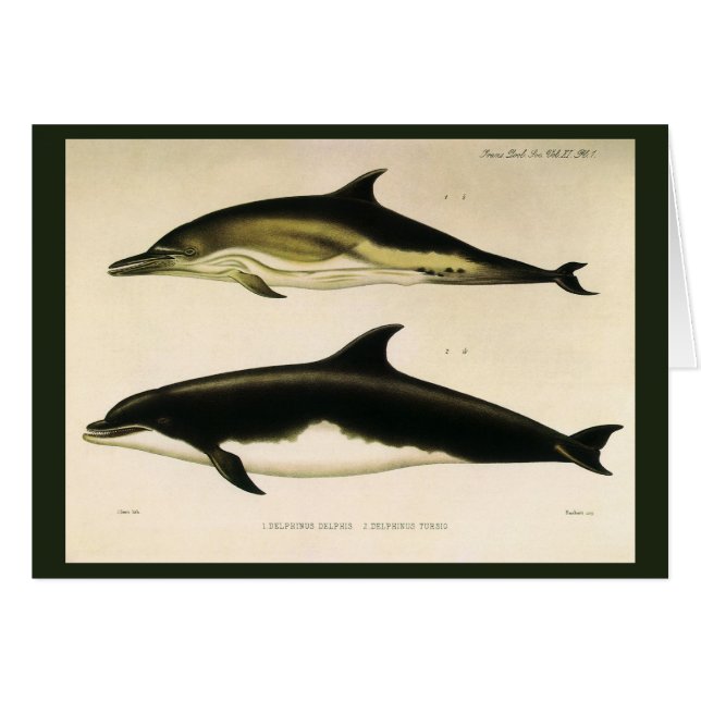 Delfines de época, animales marinos y mamíferos (Anverso (Horizontal))