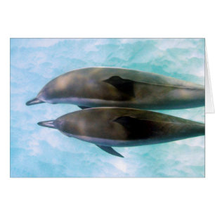 Delfínes del hilandero el   Oahu Hawaii