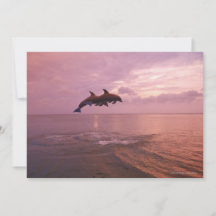 Delfines en botella saltan al atardecer