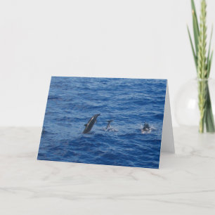 Delfines . lado sur de Lanai foto tarjeta de salud