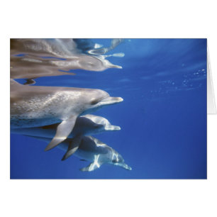 delfines manchados del Atlántico. Bimini, Bahamas