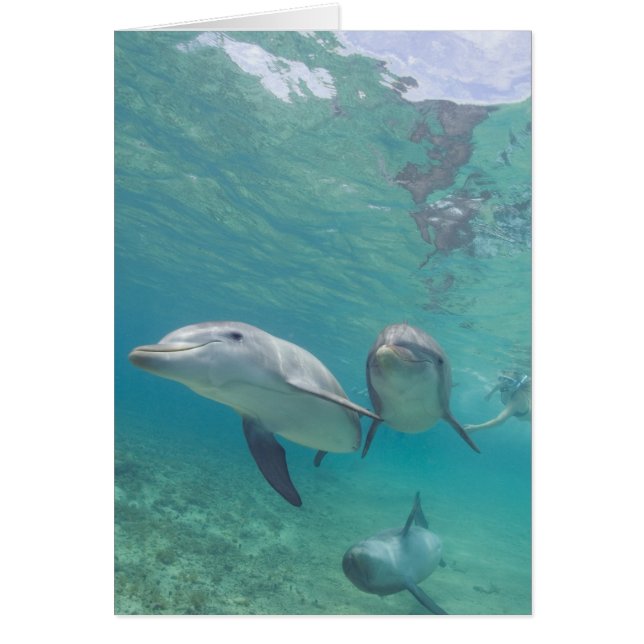 Delfines mulares Tursiops truncatus (Frente)