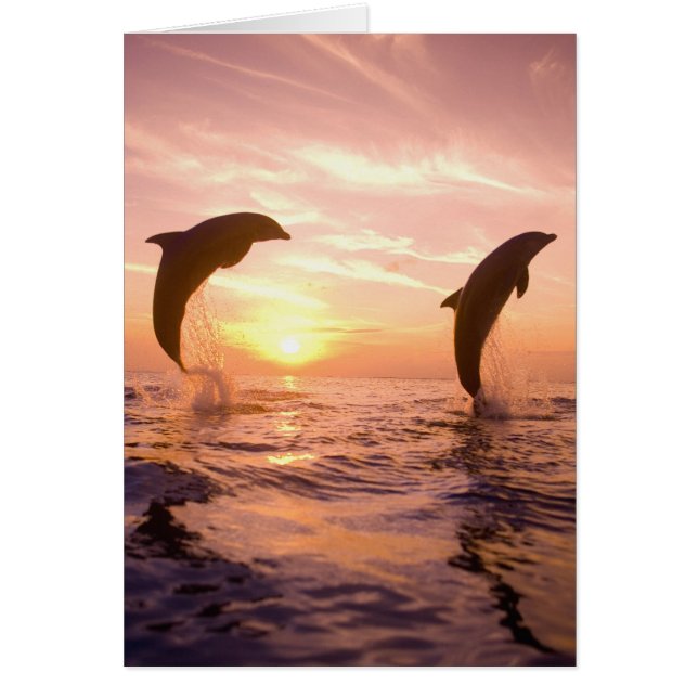 Delfines mulares Tursiops truncatus (Frente)