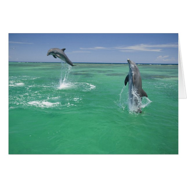 Delfines mulares Tursiops truncatus (Anverso (Horizontal))