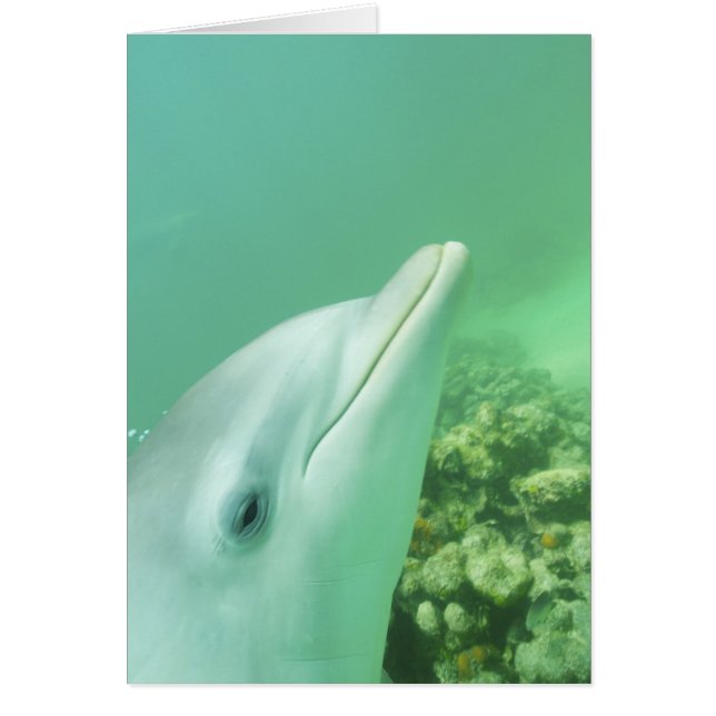 Delfines mulares Tursiops truncatus (Frente)
