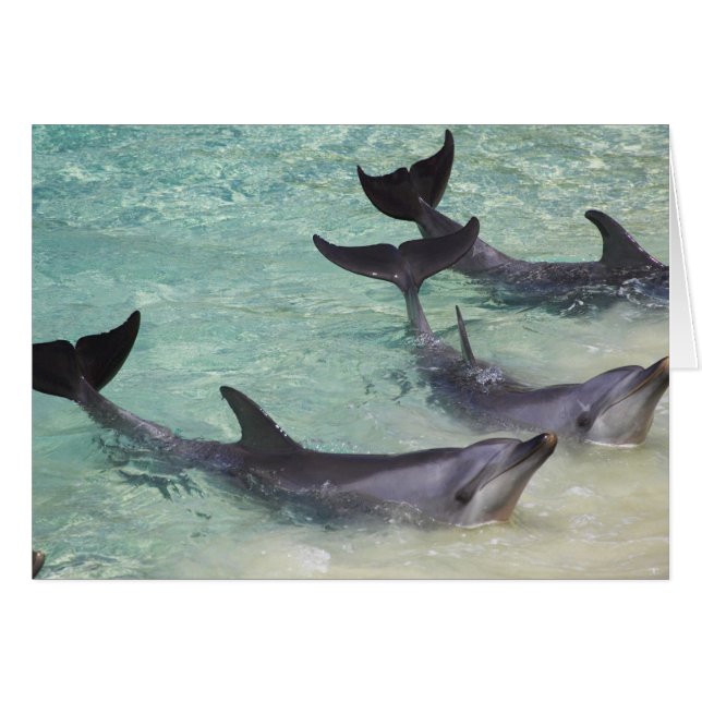 Delfines, Sea World, Costa de Oro, Queensland, (Anverso (Horizontal))
