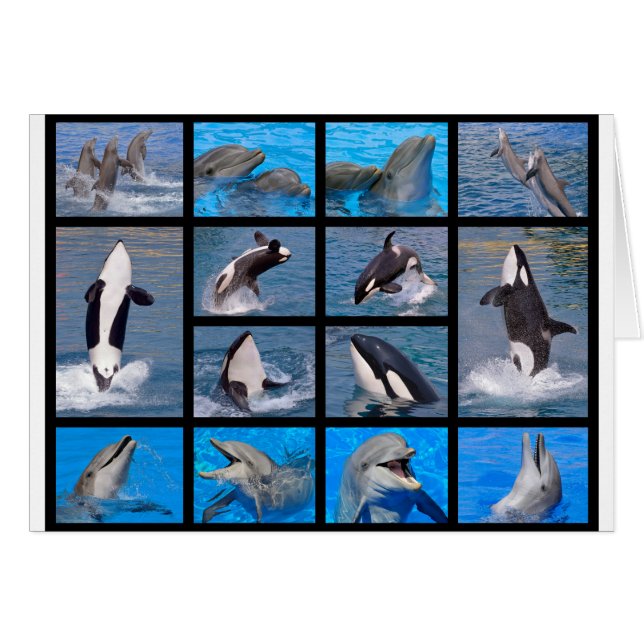 Delfines y ballenas asesinas (Anverso (Horizontal))