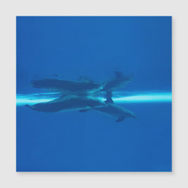 Delfines y reflexiones