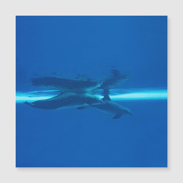 Delfines y reflexiones (Anverso)