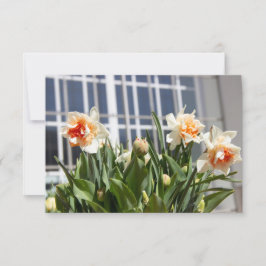 Delicada primavera de daffodils tiernos