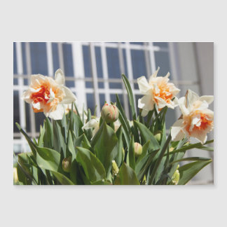 Delicada primavera de daffodils tiernos