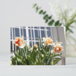 Delicada primavera de daffodils tiernos