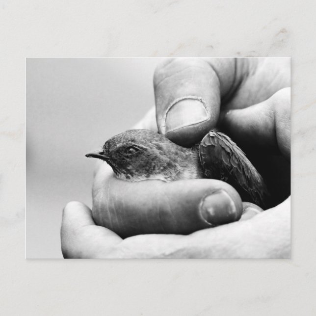 Delicado - postal (Anverso)