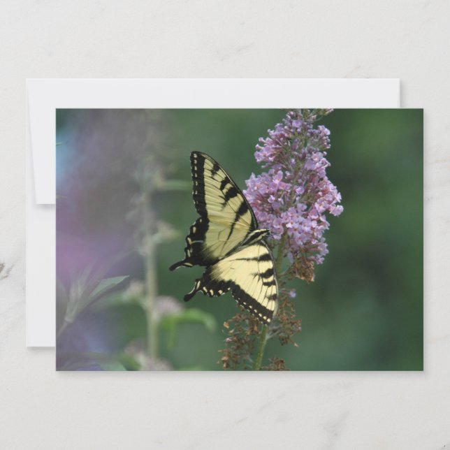 Delicado Toque De Una Mariposa - Tarjeta De Saludo (Anverso)