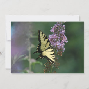 Delicado Toque De Una Mariposa - Tarjeta De Saludo