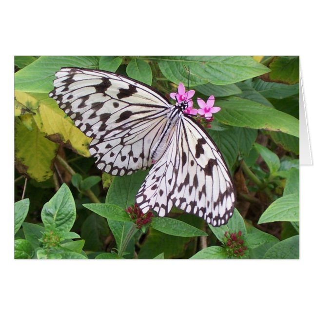 Delicar delgado 1 (Anverso (Horizontal))