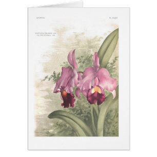 Deliciosa del var de los trianae de Cattleta