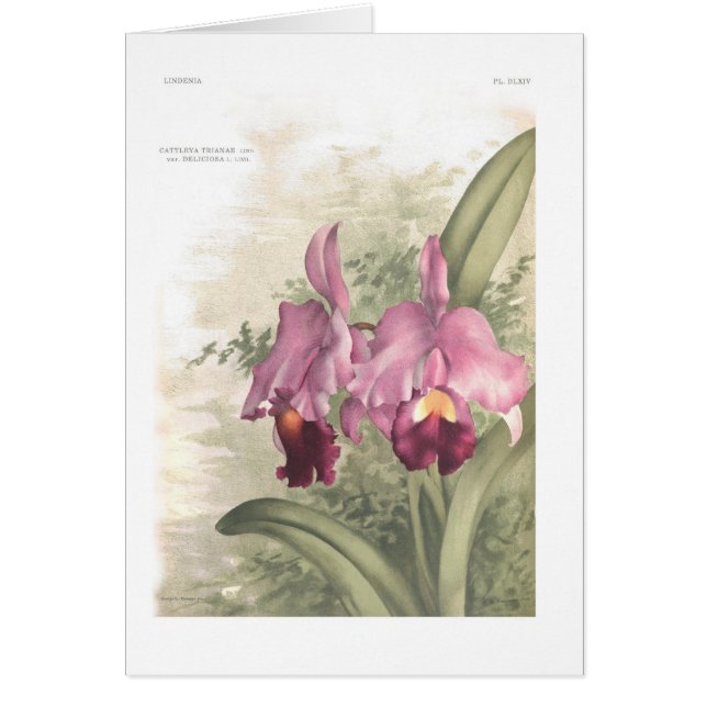 Deliciosa del var de los trianae de Cattleta (Frente)