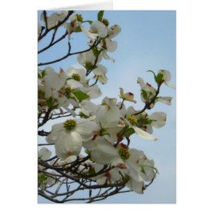Delicioso Dogwoods