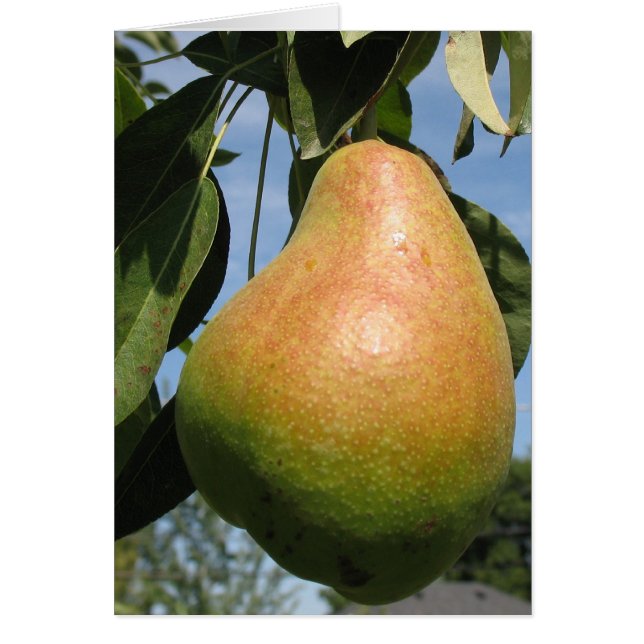 Delicious Pear (Frente)