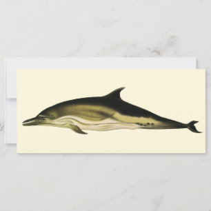 Delphin Delphinus Delphis, mamíferos marinos vinta