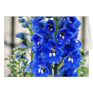 Delphinium azul