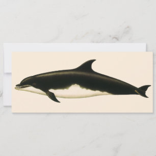 Delphinus Vintage Tursio, mamíferos marinos