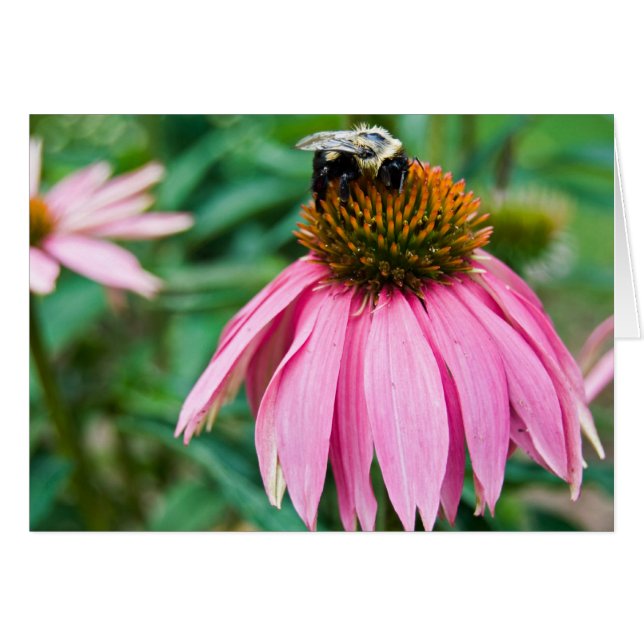 Deluz de jardín (Anverso (Horizontal))