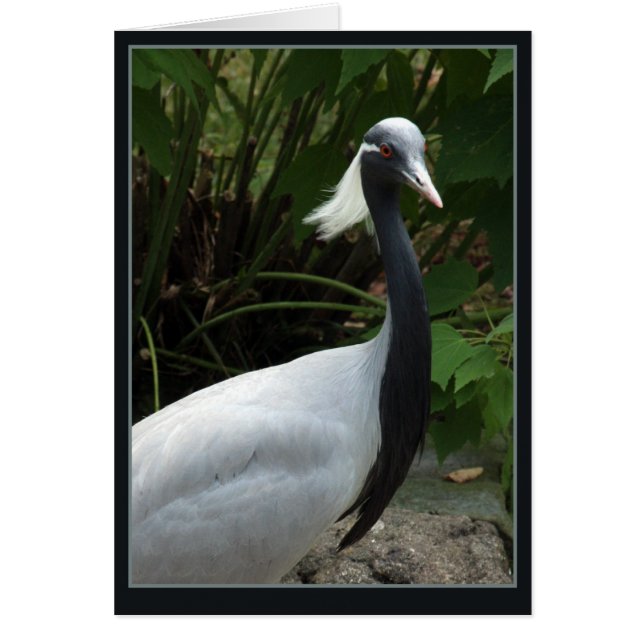 Demoselle Crane (Frente)