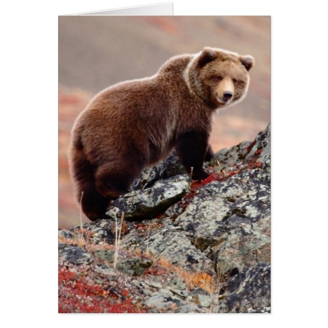 Denali Brown Bear (Frente)