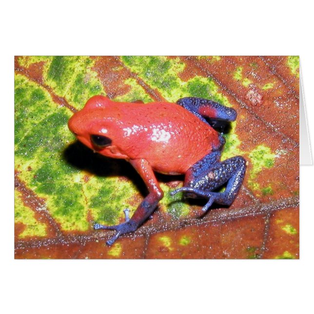 Dendrobates pumilio - Rana Dart con veneno de fres (Anverso (Horizontal))