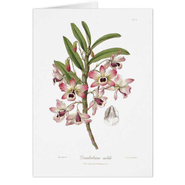 Dendrobium nobile (Frente)