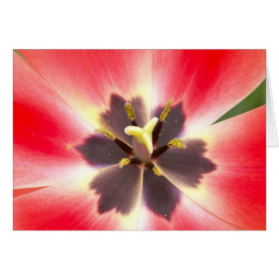 Dentro de un tulipán