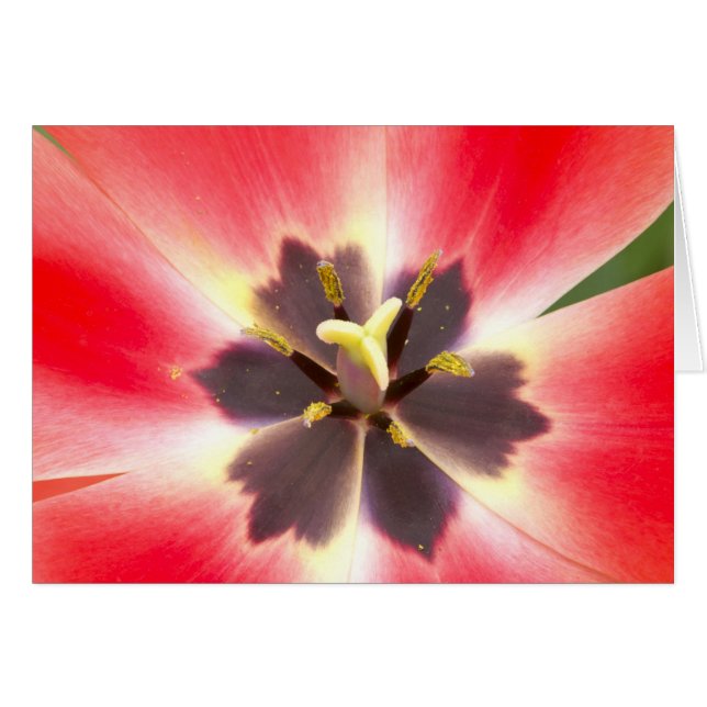 Dentro de un tulipán (Anverso (Horizontal))