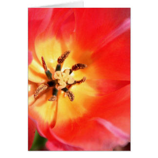 Dentro de un tulipán